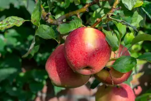 Lincolnshire Fruits Braeburn Bareroot Apple Apple 7 Litre Tree