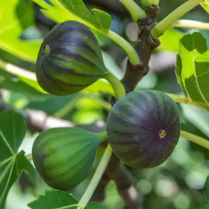 Lincolnshire Fruits Brunswick 7 Litre Potted 1.5m Tree