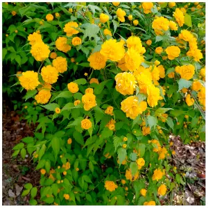 Kerria japonica 'Pleniflora' / Bachelor's Buttons Plant In 2L Pot, Double Yellow Flowers