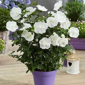 Hibiscus 'White Chiffon' in a 9cm Pot