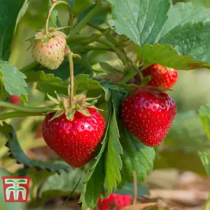 Strawberry (Fragaria) Cambridge Favourite 24 Bare Roots - Outdoor Fruit Plants for Gardens, Pots, Containers