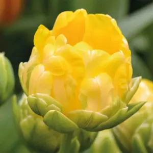 Tall Tulip Vanille Coupe 10 Flower bulbs