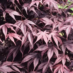 Acer Black Lace - Deeply Cut Purple Foliage, Outdoor Plant, Ideal for Gardens, Compact Size (50-70cm Height Including Pot)