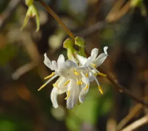 Lonicera Purpusii Winter Beauty 9cm Potted Plant x 1