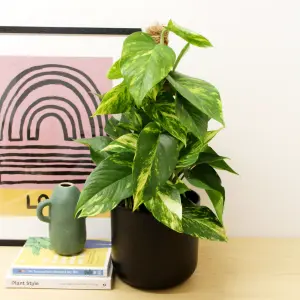 Real Devil's Ivy Pothos Indoor Plant on Moss Pole in 15cm Pot - Epipremnum pinatum Aureum Variegated Air Purifying Houseplant