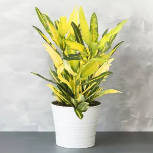 Codiaeum 'Sunny Star' Plant - Bright Leaf Variegations, Ideal for Home or Office, Easy to Maintain (30-40cm)