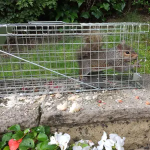 Humane Squirrel / Vermin / Animal Trap Heavy Duty Metal Cage