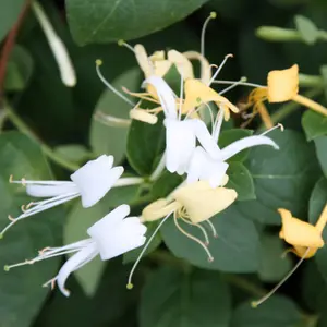 Lonicera japonica Halls Prolific White Flowering Vine Plant 60cm Cane 3L Pot