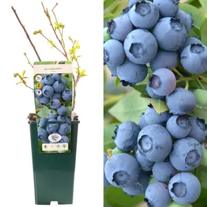 Blueberry Duke - Vaccinium corymbosum, Fruit-Bearing Shrub (30-50cm Height Including Pot)