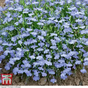 Lobelia Cambridge Blue 1 Packet (1000 Seeds)