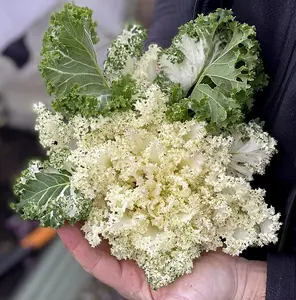 Kale Frost Byte F1 1 Seed Packet (20 Seeds)