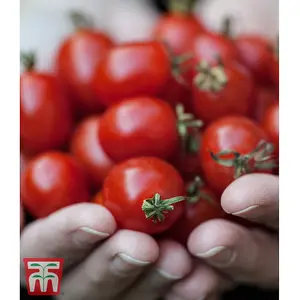 Tomato Romello F1 1 Seed Packet  (6 Seeds)