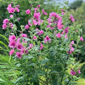 Lavatera Princess Pink - Delicate Pink Blooms, Outdoor Plant (15-30cm Height Including Pot)