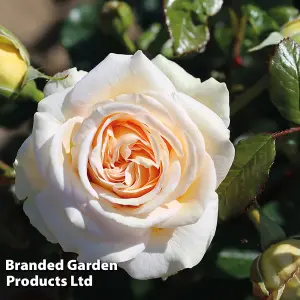 Rose (Rosa) (Hybrid Tea) Home Florist Timeless Cream 1 Bare root