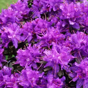 Rhododendron Azurika Garden Plant - Stunning Purple Blooms, Compact Size (20-30cm Height Including Pot)