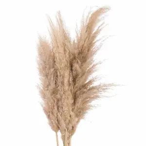 UK Homeliving Butter Pampas Grass