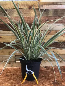 Phormium Cookianum Tricolor Evergreen Specimen Shrub Plant Large 30-40cm Supplied in a 3 Litre Pot