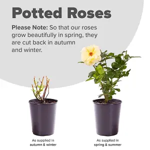 Harkness Rose, Rose A Faithful Friend 3L Pot