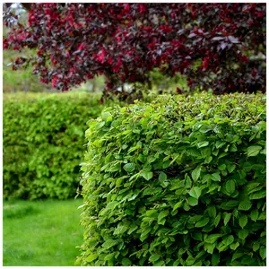 25 Hornbeam 2-3ft Hedging Plants, In 1L Pots Carpinus Betulus Trees.Winter Cover