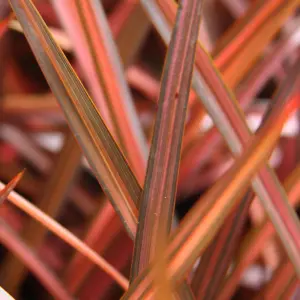 Phormium Evening Glow Garden Plant - Vibrant Red and Pink Foliage, Compact Size, Hardy (15-30cm Height Including Pot)