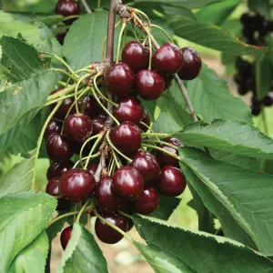 Cherry Tree - Prunus avium 'Regina' - Patio Fruit Tree 2-4ft in 5 Litre Pot