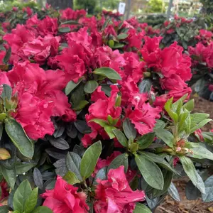 3 x Azalea Plants Including Geisha Orange - Purple - Red - Evergreen Shrubs