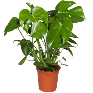 Monstera Deliciosa - Tropical Foliage Icon for Indoor Gardens (14cm, 40-50cm)