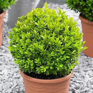 Buxus Ball Topiary 25-30cm diameter in a 5L Pot Garden Ready Established Plants for Outdoor Gardens