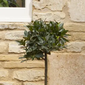 Bay Tree Standard Tree 70-80cm tall  Single Garden Ready Potted Bay Tree