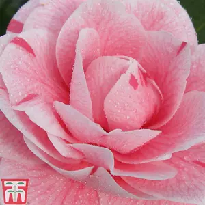 Evergreen Shrub - Pink Camellia japonica 'Bonomiana' 9cm Potted Plant x 1