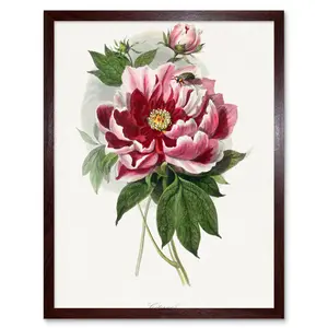 Vintage Pink Red Peony Bloom Flowers - Print Brown Framed Paper / 25.9cm H x 20.6cm W