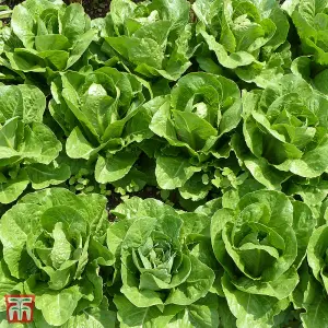 Lettuce Valmaine (Cut and Come Again) 1 Seed Packet (800 Seeds)