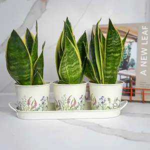 Set of 3 Wildflower Design Metal Planters with Tray