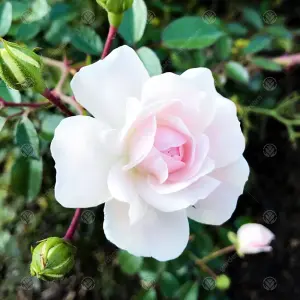 Your Wedding Day White Rose - Outdoor Plant, Ideal for Gardens, Compact Size