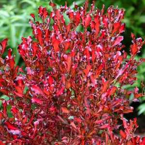 Coprosma Pacific Sunset Garden Shrub - Striking Multicolour Foliage, Compact Size, Attracts Pollinators (10-30cm)