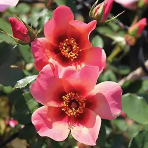 Rose 'For Your Eyes Only' Orange and Pink Flowers, in a 3L Pot, Rose of The Year 2015, Ready to Plant