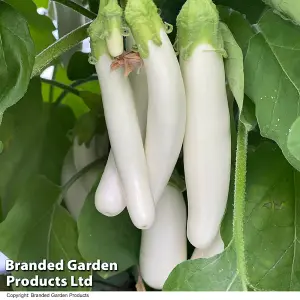 Aubergine White knight F1 1 Packet (6 Seeds)