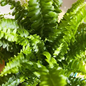 Boston Fern in 9cm Pot - Nephrolepis exaltata - Perfect Plant for Beginners