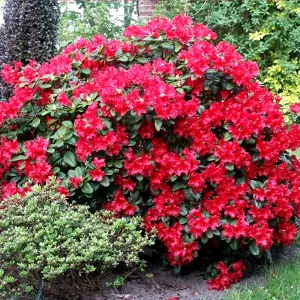 Rhododendron Scarlet Wonder Garden Plant - Scarlet Red Blooms, Compact Size, Hardy (15-30cm Height Including Pot)