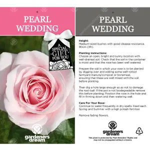 Pearl Wedding 30th Anniversary Pink Rose - Outdoor Plant, Ideal for Gardens, Compact Size