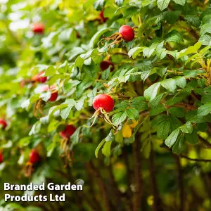 Rose Rugosa Rubra 2 Litre Potted Plant x 1