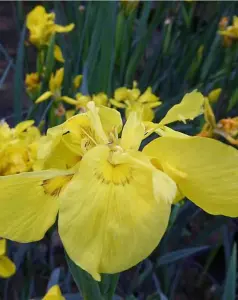 Lincolnshire Pond Plants Ltd Marginal Plants - Pond Plants (Iris Pseudacorus 'Flora Plena' ) - 3 Litre potted