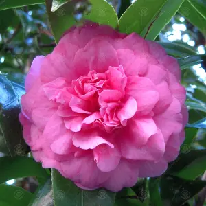 Camellia japonica Triumphans - Outdoor Flowering Shrub, Ideal for UK Gardens, Compact Size (15-30cm)