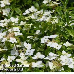 Hydrangea Cloud Nine 9cm Potted Plant x 2