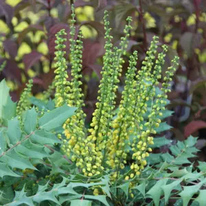 Winter Sun Mahonia Shrub Plant Mahonia x Media 12L Pot 50cm - 80cm