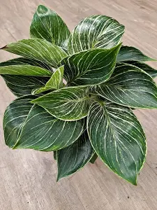 Philodendron White Wave Tropical Indoor Plant - 20-30cm In height In a 12cm Pot