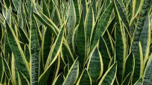 Sansevieria Snake Plant - Mother in Laws Tongue Plant - 20-30cm in Height