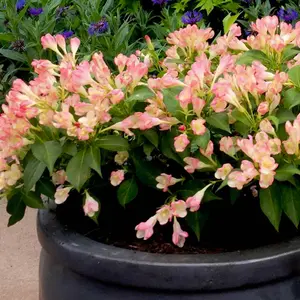 Gardeners Dream Weigela All Summer Peach (9cm)