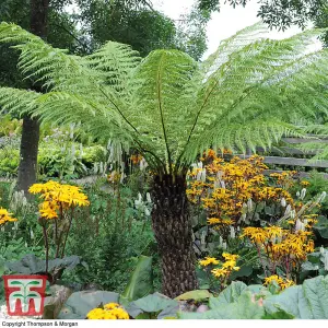 Dicksonia Antarctica (Australian Fern Tree) (0.5ft Trunk) Root Wrap x 2