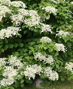 Hydrangea Seemannii - evergreen hardy climbing shrub in a 9cm pot